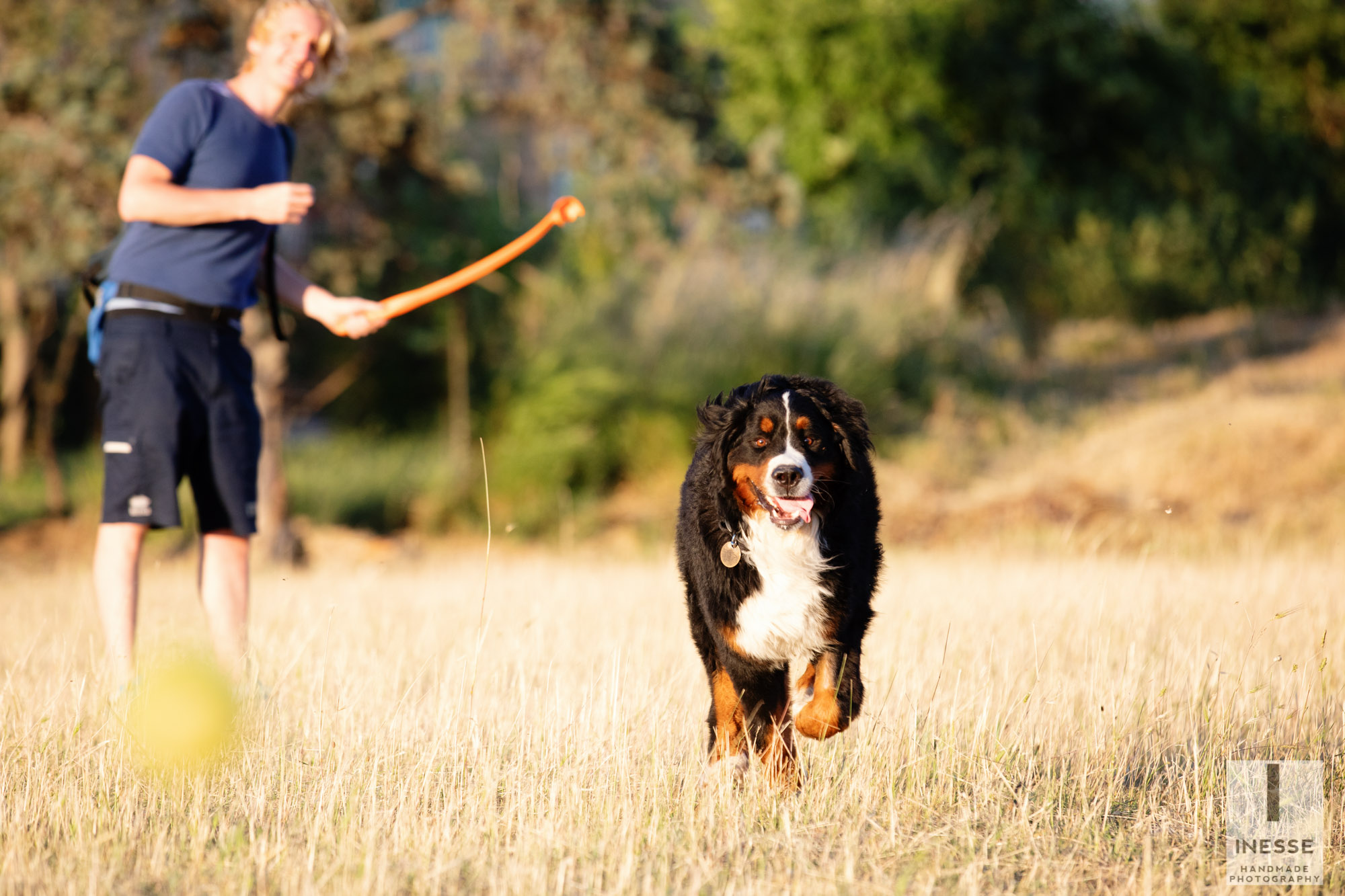 servizio fotografico animali domestici