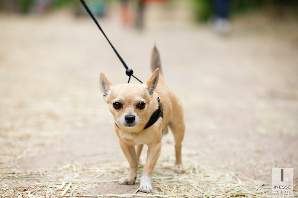 servizio fotografico animali domestici