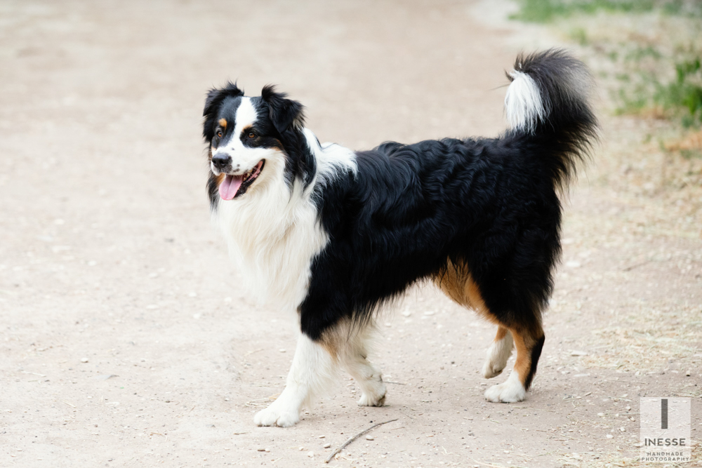 servizio fotografico animali domestici