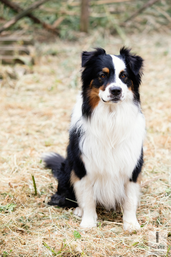 servizio fotografico animali domestici