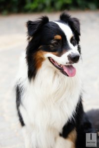 servizio fotografico animali domestici