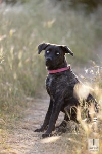servizio fotografico animali domestici
