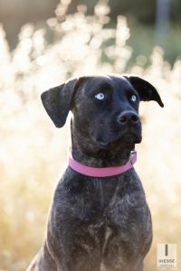 servizio fotografico animali domestici